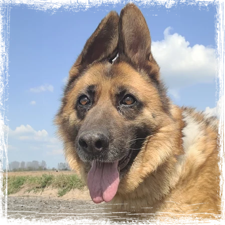 Laika Laika