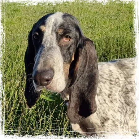 Napoleone Napoleone